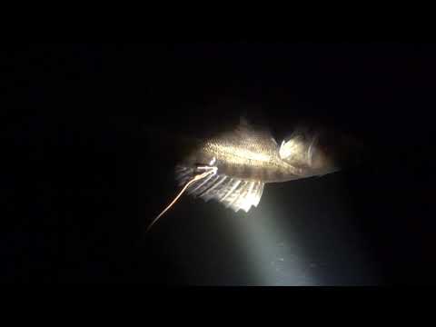 Видео: Подводная охота на судака.Много крупного судака