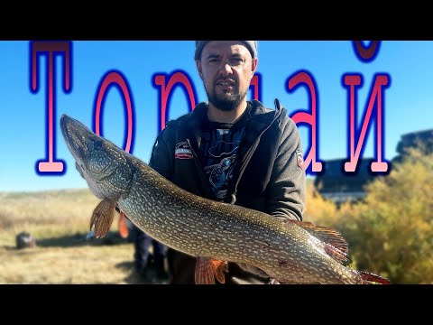 Видео: ТОРГАЙ - отправились за МАМКАМИ. Наши приключения далеко от дома.