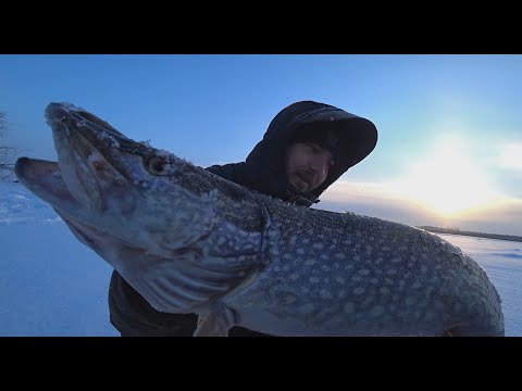 Видео: АЖ ВСПОТЕЛ...КРОКОДИЛ НЕ ЛЕЗЕТ В ЛУНКУ...,РУКИ ЗАТРЯСЛИСЬ.. Рыбалка на Оби в глухозимье.