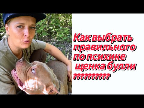 Видео: Выбор  щенка булли , тесты на темперамент , как выбираю я?