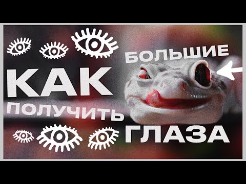 Видео: СЕКРЕТЫ И ЛАЙФХАКИ СОДЕРЖАНИЯ ЭУБЛЕФАРА | РЕДКИЕ МОРФЫ