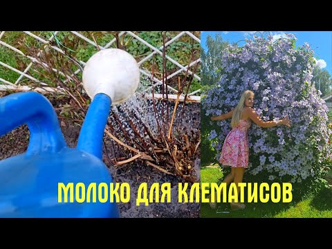 Видео: ГОТОВЛЮ МОЛОКО ДЛЯ КЛЕМАТИСОВ! Чем КОРМЛЮ и как ОБРЕЗАЮ клематисы весной