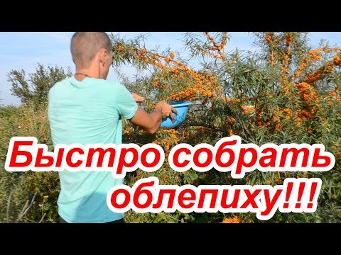 Видео: Сбор облепихи, лучший способ