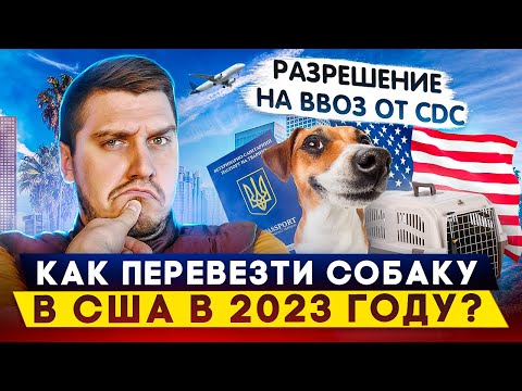 Видео: Как Перевезти Собаку в США в 2023?! Разрешение На Ввоз Собак от Центра CDC! ПОШАГОВАЯ ИНСТРУКЦИЯ!