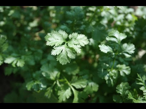 Видео: Супер средство срещу вредители в градината - ИЗПИТАНО