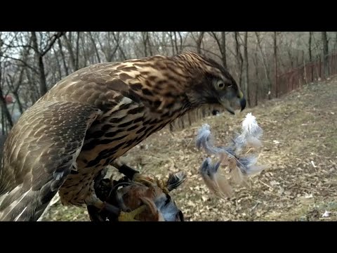 Видео: ястреб тетеревятник - 60 - напуск на курочку