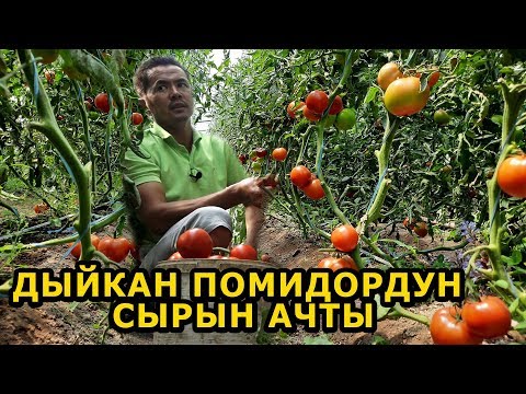 Видео: 5 сотых ПОМИДОРДУН кирешеси КАНЧА || видеодон КӨРҮҢҮЗ!!!