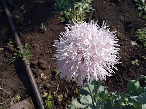 Видео: Растения, ЗАПРЕЩЕННЫЕ для выращивания на ДАЧНОМ УЧАСТКЕ.