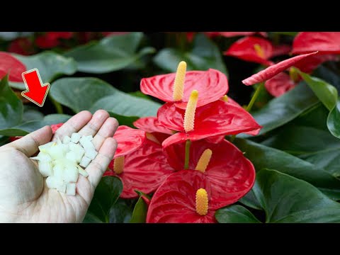 Видео: Всего 1 шт.! Слабый антуриум внезапно распускается и цветет, как стрела!