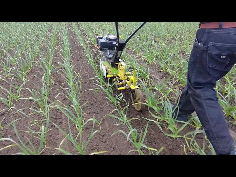 Видео: Полив и рыхление чеснока