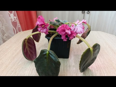 Видео: #ФИАЛКИ./Результат эксперимента с чудной фиалкой Ко-Петушок Золотой Гребешок. Отделяю пасынок.