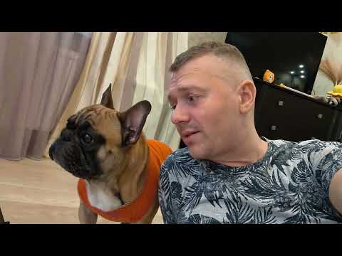 Видео: Даже тут хотел меня обмануть #французскийбульдог #собака #собакаприколы #бульдог #игрыссобакой #dogs