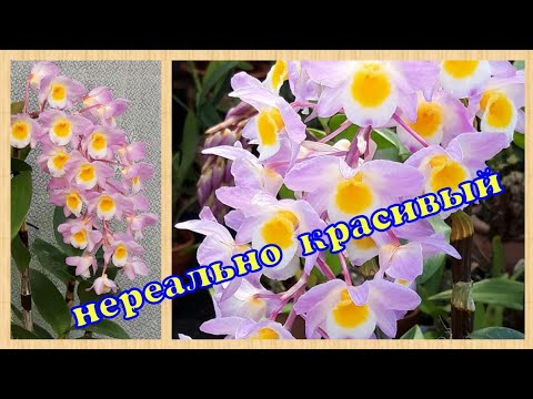 Видео: Опять ДЕНДРОБИУМ! 
Dendrobium amabile, section Densiflora.