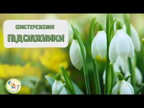 Видео: Спостереження за підсніжниками. Про подснежники для дітей.