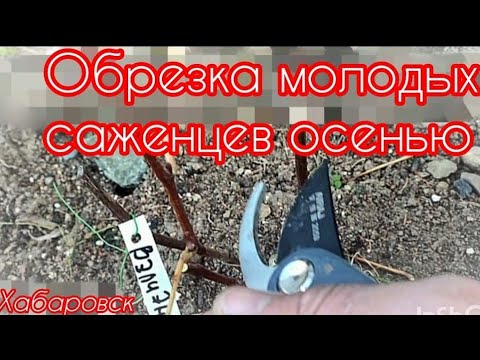 Видео: Обрезка осенью молодых саженцев винограда (посадки этого года). Нюансы обрезки.