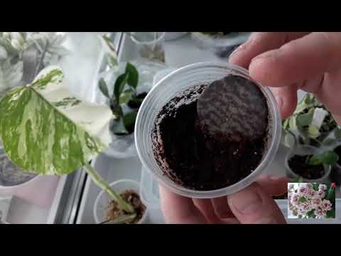 Видео: КОМНАТНЫЕ ЦВЕТЫ.УКОРЕНЕНИЕ ЧЕРЕНКОВ МОНСТЕРЫ АЛЬБА.УКОРЕНЕНИЕ ЧЕРЕНКОВ ФИКУСОВ.