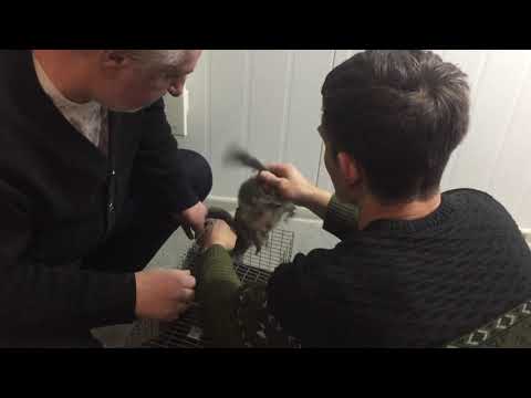 Видео: Шиншиллы//Партнёрство с Шиншилловой фермой Ретас