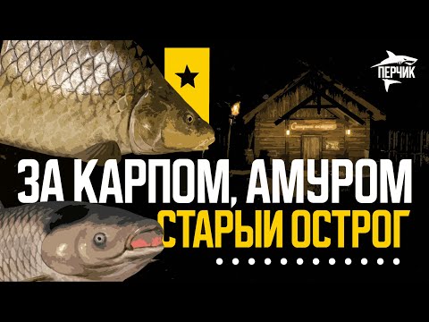 Видео: Выжидаем БОЛЬШИХ карпов и амуров на Старом Остроге ● Русская рыбалка 4 ● Перчик РР4