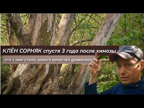 Видео: КЛЁН СОРНЯК спустя 3 года после ХИМОЗЫ: что с ним стало, что за древесина, что я с ним буду делать