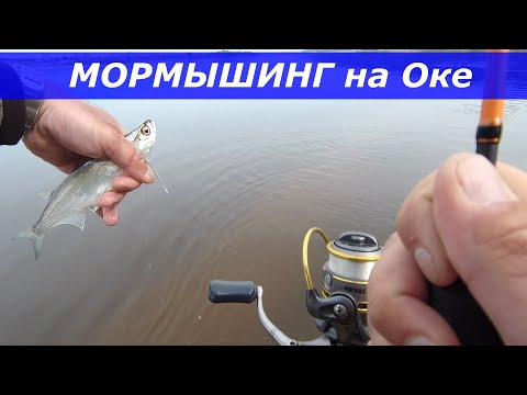 Видео: Мормышинг на  Оке, чехонь, плотва, бычки.