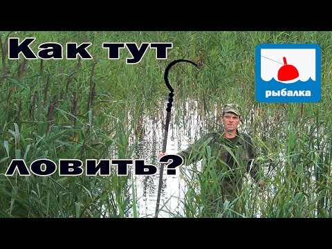 Видео: Как ловить рыбу в сплошном тростнике и что там ловится...