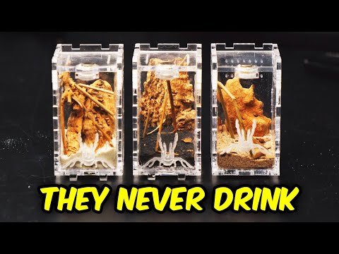 Видео: Очень нужное переселение - ПАУКИ!