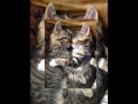 Видео: Ka-re- половина моя speed up