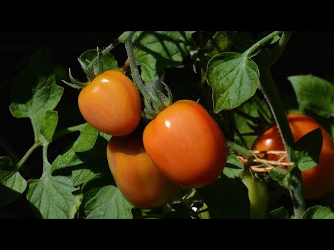 Видео: Как вырастить томаты без рассады