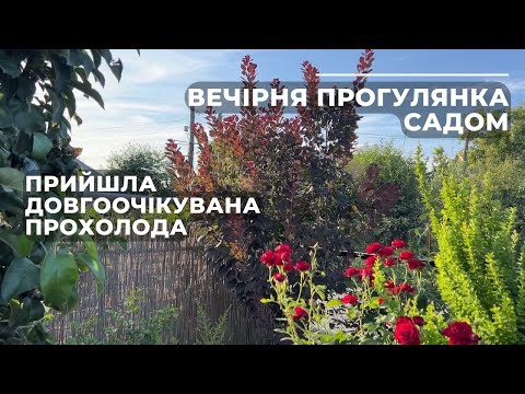 Видео: Прийшла довгоочікувана прохолода. Вечірня прогулянка садом