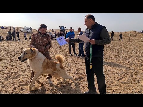 Видео: едем забирать титул за породность!