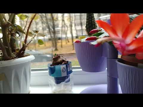 Видео: 28 октября 2025 г.