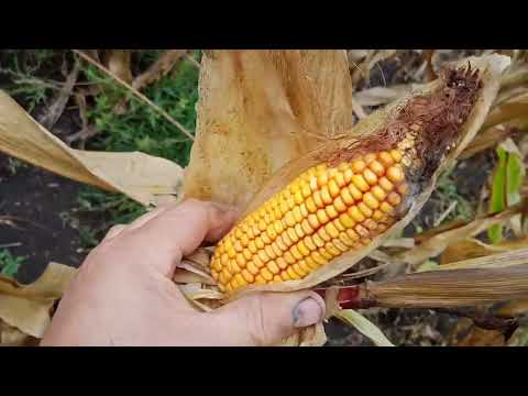 Видео: Кукурудза хотин. Перші всходи пшениці .