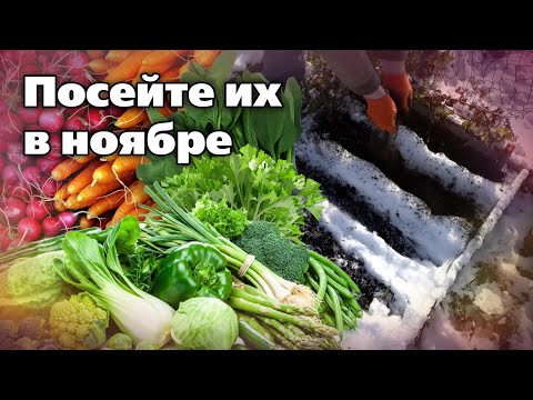 Видео: Подзимние посевы овощей. Какие культуры сеять поздней осенью и как