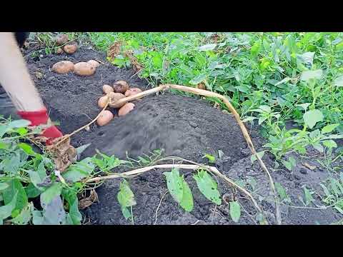 Видео: Начал выкапывать картофель Беллароза часть 1 13.08.22