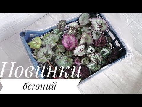 Видео: Малыши бегоний, новинки