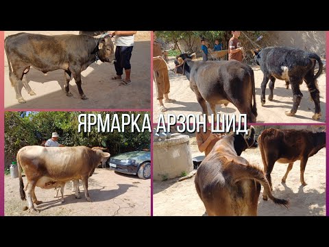 Видео: МАНА ЯРМАРКА АРЗОН ШИД ГОВИ ГУСАЛАДОР БУКАЧА ГОВИ БГУЗ ГУНОЖИН 13 САР ФУРУШИ 
