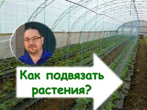 Видео: Подвязка растений в теплице. Как подвязать растения? Шпалера - функции и устройство.