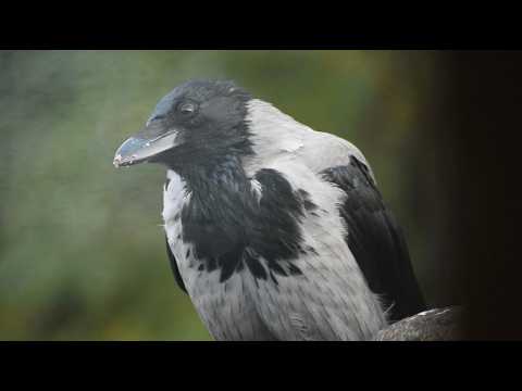 Видео: Труди — нарушительница спокойствия? (История 121)