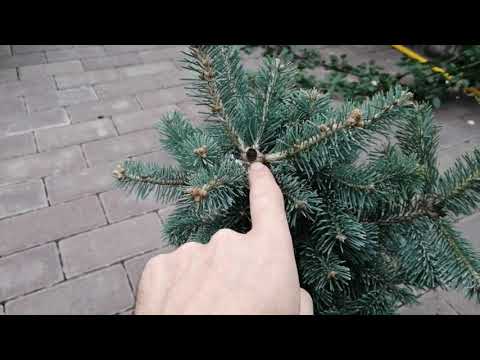 Видео: ЕЩЕ ОДНА НОВИНКА - ПИХТА СУБАЛЬПИЙСКАЯ КОМПАКТА.