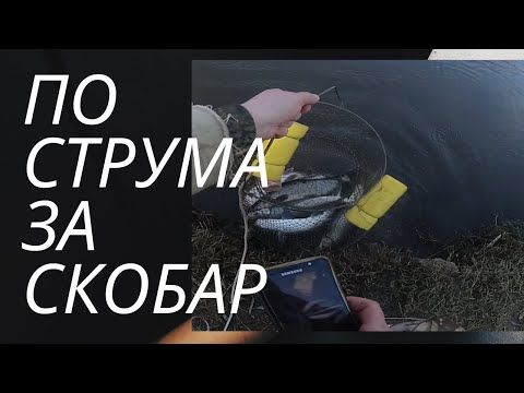 Видео: По струма за скобар януари 2022 - Out for common nase on Struma river