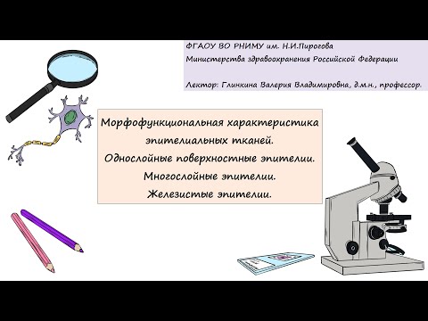 Видео: Гистология. Глинкина В.В. РНИМУ им. Н.И.Пирогова (5-6 тема)