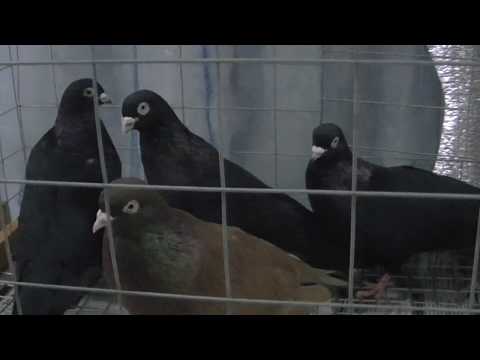 Видео: Гусь Хрустальный 06.01.2020