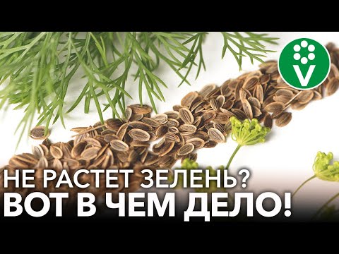 Видео: 7 НЕЛЬЗЯ ПРИ ВЫРАЩИВАНИИ УКРОПА И ПЕТРУШКИ! Почему зелень растет хилой и невкусной?