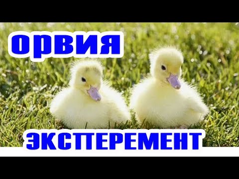 Видео: ОРВИЯ Мускусные утята , взвешивание. КОРМИМ БРОЙЛЕРНЫМ КОМБИКОРМОМ