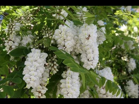 Видео: Белая акация - сажать или не сажать?