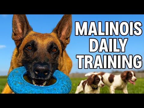 Видео: Ежедневные тренировки с малинуа