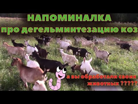 Видео: Напоминалка про дегельминтезацию коз