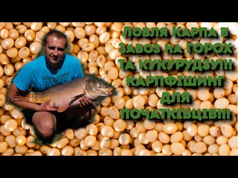 Видео: Ловля карпа в завоз на горох та кукурудзу!!! Карпфішинг для початківців!!!