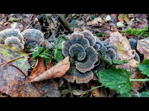 Видео: Дерево усыпанное розочками траметисов(я ещё такого не видела)