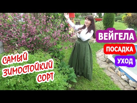 Видео: ВЕЙГЕЛА ЦВЕТУЩАЯ РОЗОВАЯ - посадка, уход, обрезка. Самый ЗИМОСТОЙКИЙ СОРТ! Почему не цветет вейгела?